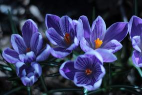 Crocus Blue and Orange