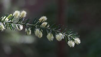 branch with needles close-up on blurred background