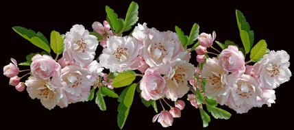 blooming crab apple on black background