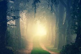 Beautiful, foggy path with the green grass, among the trees, in sunlight