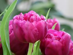 Beautiful, blooming, pink and purple tulips in spring, at blurred background