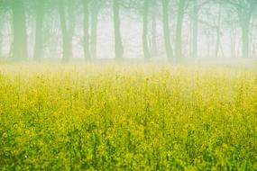 Autumn Sunrise Fog