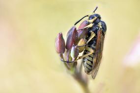 Close-up of the bee, on the beautiful and colorful flowers, at blurred background