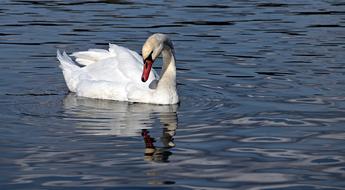 Swan at Water Nature