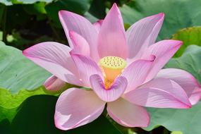 Water Lily Gardens