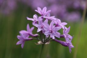 Beautiful, small, purple flowers at blurred background