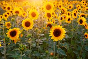field of sunflowers under the rays of the summer warm sun