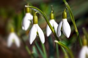 Close-up of the beautiful, blossoming snowdrop flowers on the stems