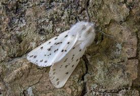 attractive White-Ermine Moth Wings