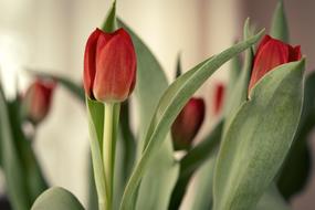 Beautiful, blossoming, red tulip flowers with green leaves in light