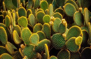 bright green tropical cactus