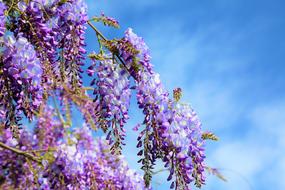 purple Flower Spring Plants