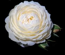 amazing White Rose Flower in dark