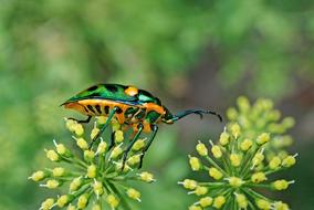 Insect Jewel Beetle