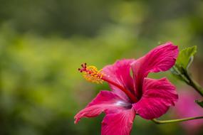 beautiful pink flower on blurred background
