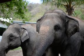 elephants in national park in Thailand