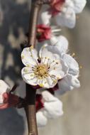 incredible Bloom Apricot