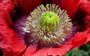 Close-up of the beautiful, red and purple poppy flower with green and yellow core