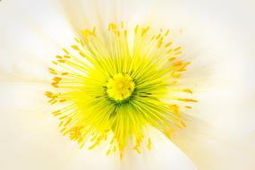 yellow stamens and pistil of white Poppy close up