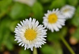 Daisy Geese Flower close-up on blurred background