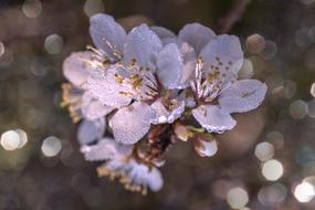 incredible Tree Blossom