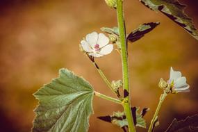 Close-up of the beautiful white real marshmallow flowers
