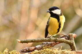 yellow titmouse on a branch in the forest on a blurred background