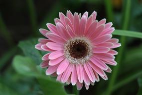 Gerbera, Pink flower at greenery