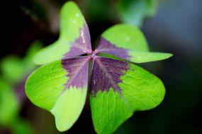 Beautiful, green and purple, four clover leaves in Ireland