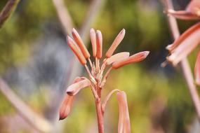 excellent Flowers in Garden