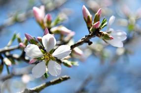 almond blossoms at sky