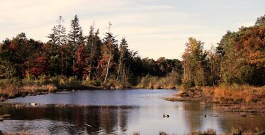 Forest on Lake shore at fall