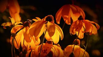 Beautiful, blooming, yellow and orange flowers in summer