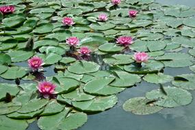 pink Water Lilies in bloom
