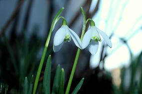 Snowdrop- Early Spring Flowers