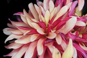 colorful Flower Dahlia Plant