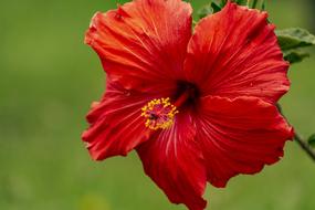 red hibiscus close up on blurred background