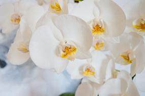 attractive Orchid Phalaenopsis White