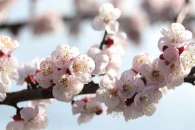 incredible White Spring