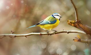 crested tit on a tree branch under the rays of the sun