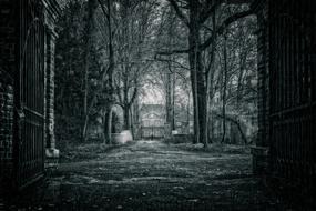 landscape of Night Forest Park