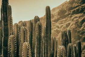 Cactuses with the background with the mountains