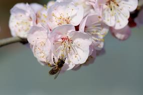 bee on apricot tree flowers
