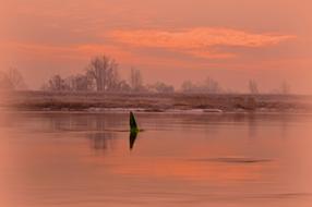 photo of a bird on a pink haze river in Furstenberg, Germany