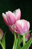 amazing Tulip