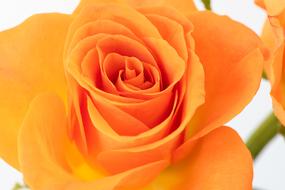 amazing Bloom Orange