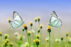 two white Butterflies on blooming meadow