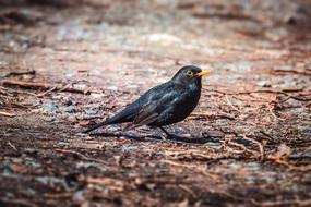 amazing blackbird