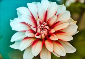 Dahlia Beauty Bright on a blurred background