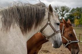 Beautiful, colorful and cute horses, near the colorful plants, under the cloudy sky